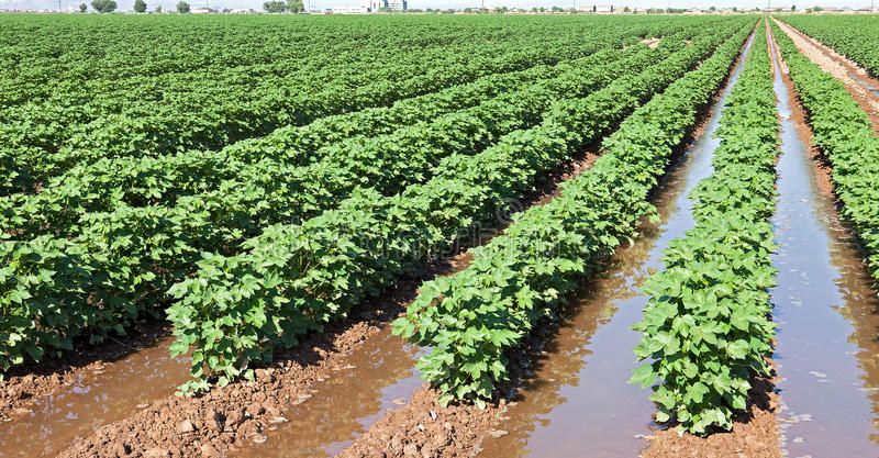 cotton