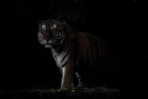 tiger