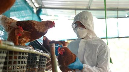 bird flu