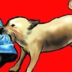 Bijnor News today 23 August