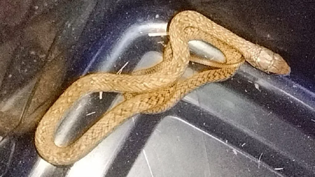 23 09 2025 snake2 24057607