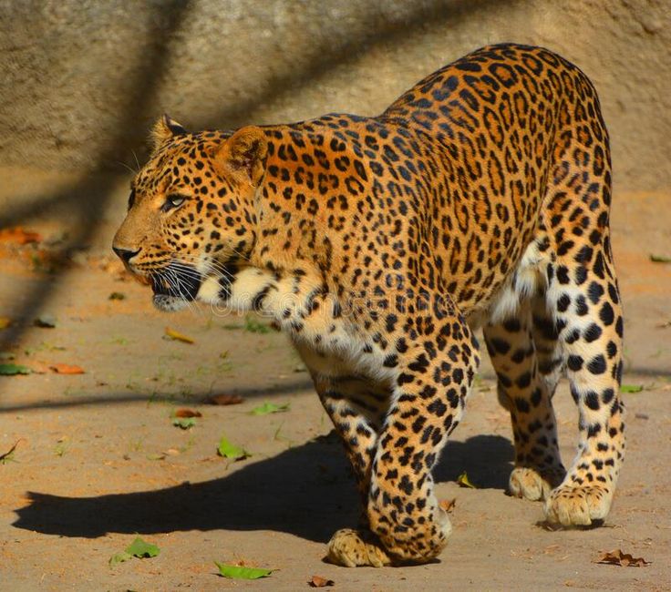 asiatic leopards remain elusive in the parks of india and sri lanka royalty free stock p