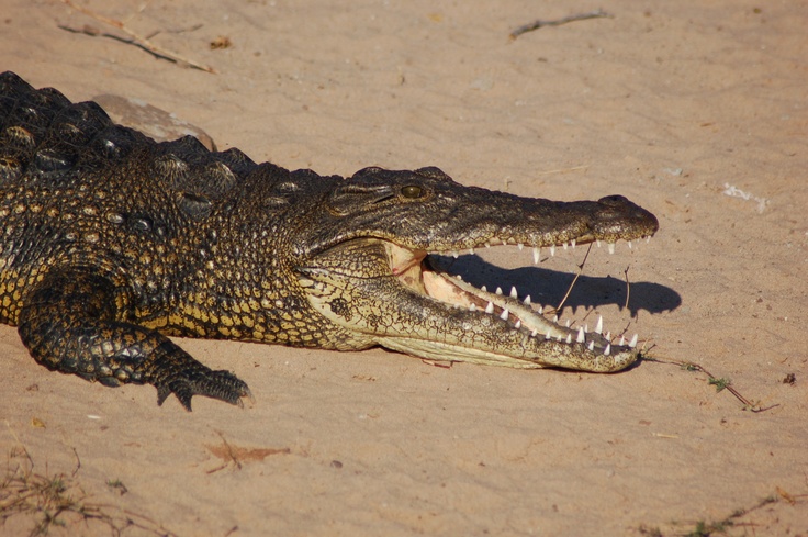 chobe national park botswana