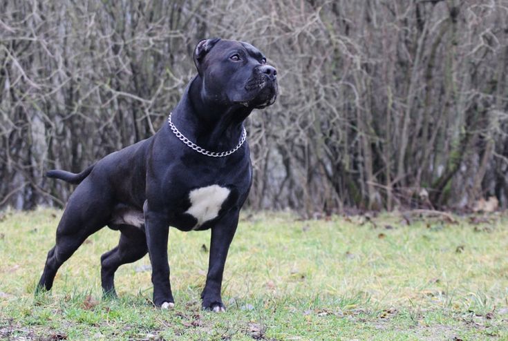 everything you need to know about the black pit bull