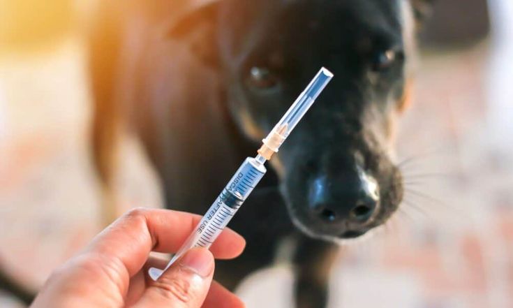 what to know about rabies