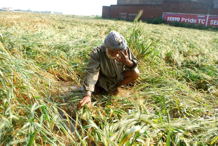 wheat crops destroyed due to heavy rains