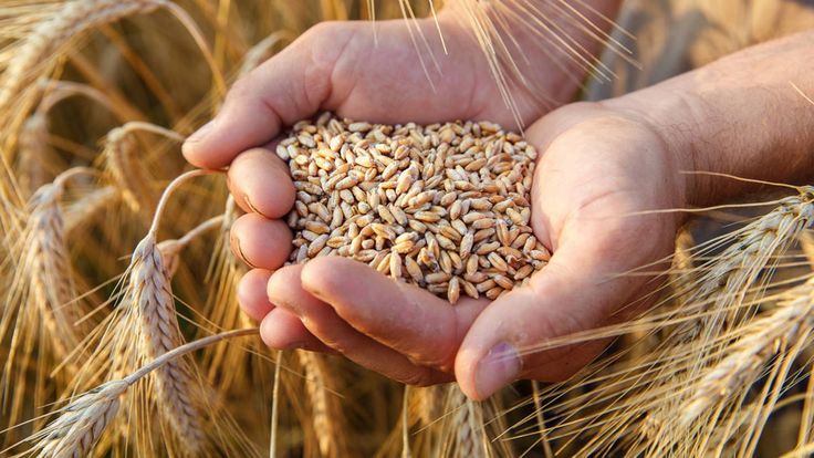 Punjab News 17Sep2025