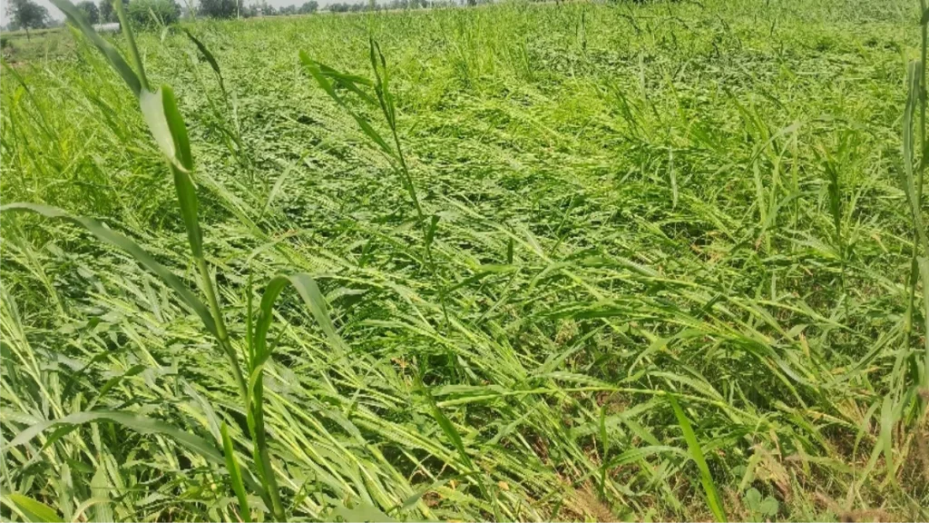 Punjab News 06Oct2025