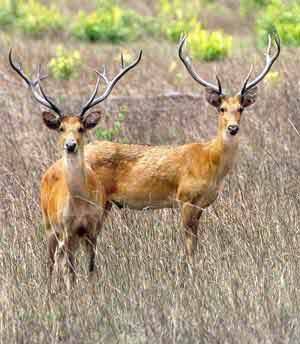 barasingha deer