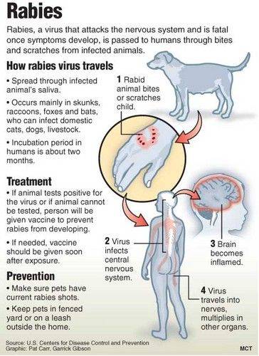 how rabies affect humans