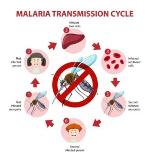 malaria transmission cycle symptoms info