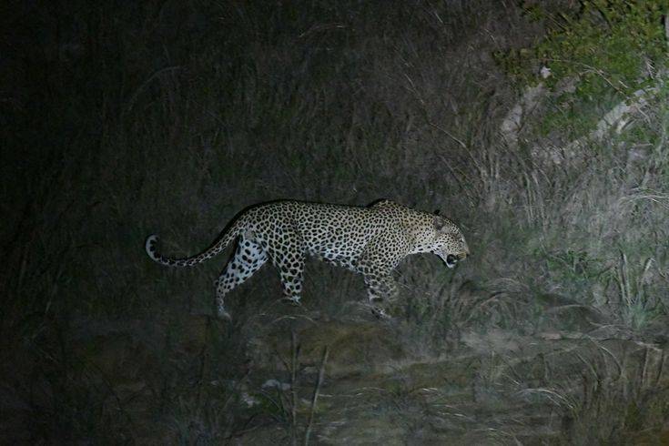 tamboti tented camp makes the ideal base when visiting central kruger