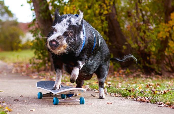 Pig Sets Guinness World Record 11.32 Seconds