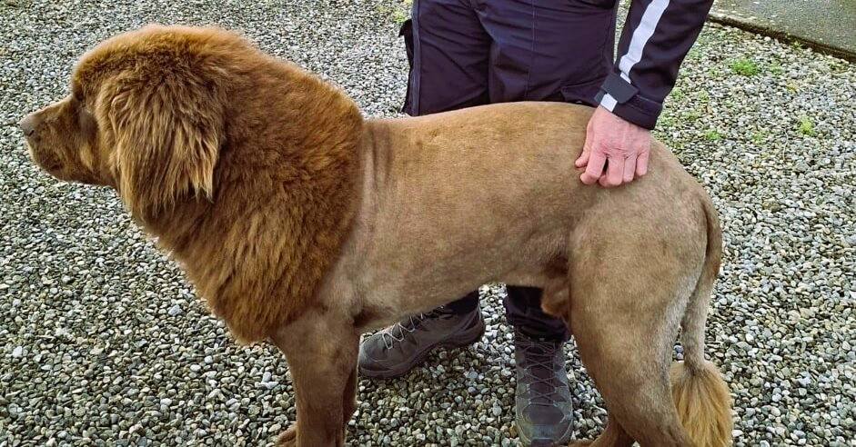 Dog mistaken for lion in ireland the forest