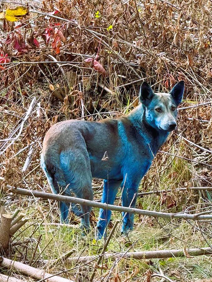 Chernobyl Blue dogs mystery blue dogs
