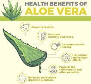 Aloe Vera Benefits