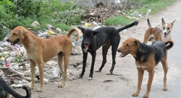 Dog_Gkp-1763610660204