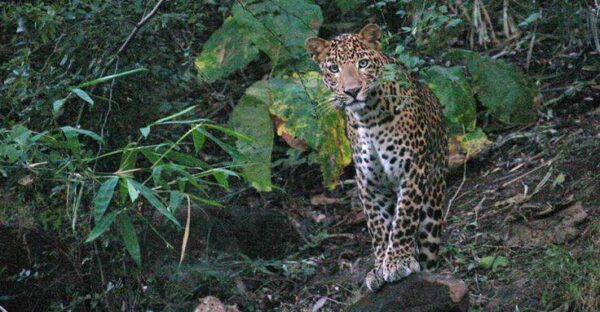 India Wildlife Tour _ India Safaris _ Natural Habitat