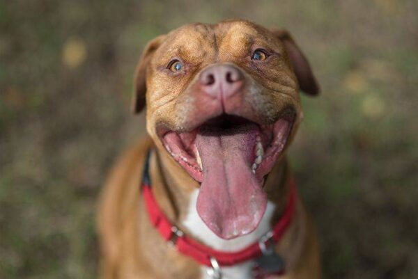 “No One Wanted to Take Him Home”_ How Juice the Pit Bull Finally Found Love