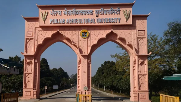 Punjab News 29Nov2025