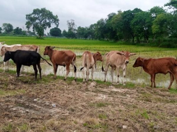 Uttar pradesh News 18Nov2025