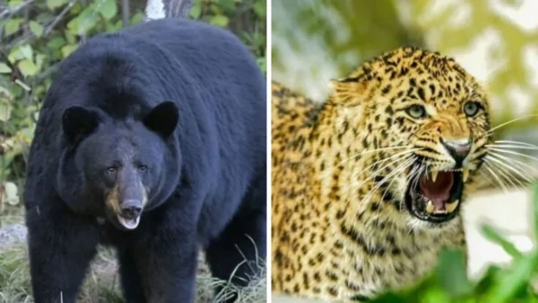 Bear-and-leopard-1765892896435