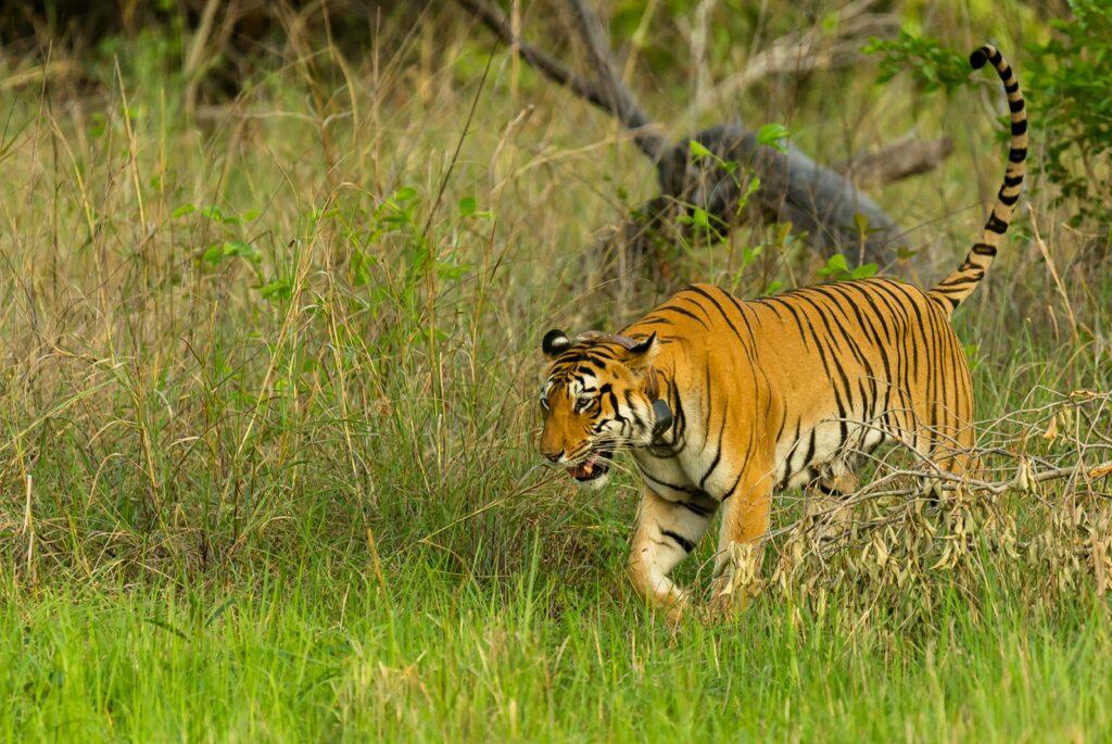 pench tigress relocated for genetic diversity rajasthan news