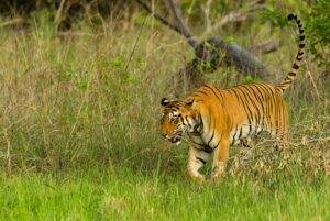 pench tigress relocated for genetic diversity rajasthan news
