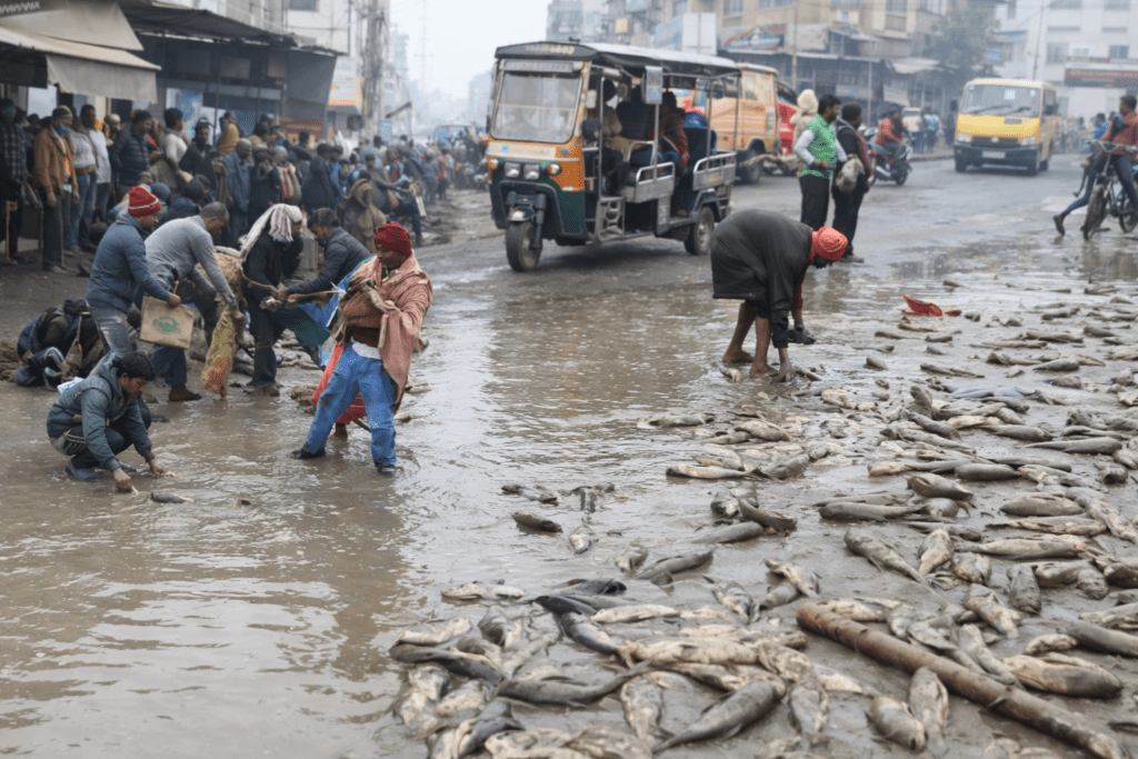 Fish loaded loader van crushes