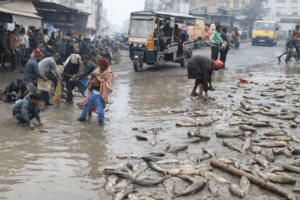 Fish loaded loader van crushes