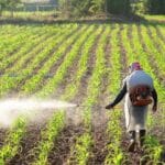 Kisan khad subsidy