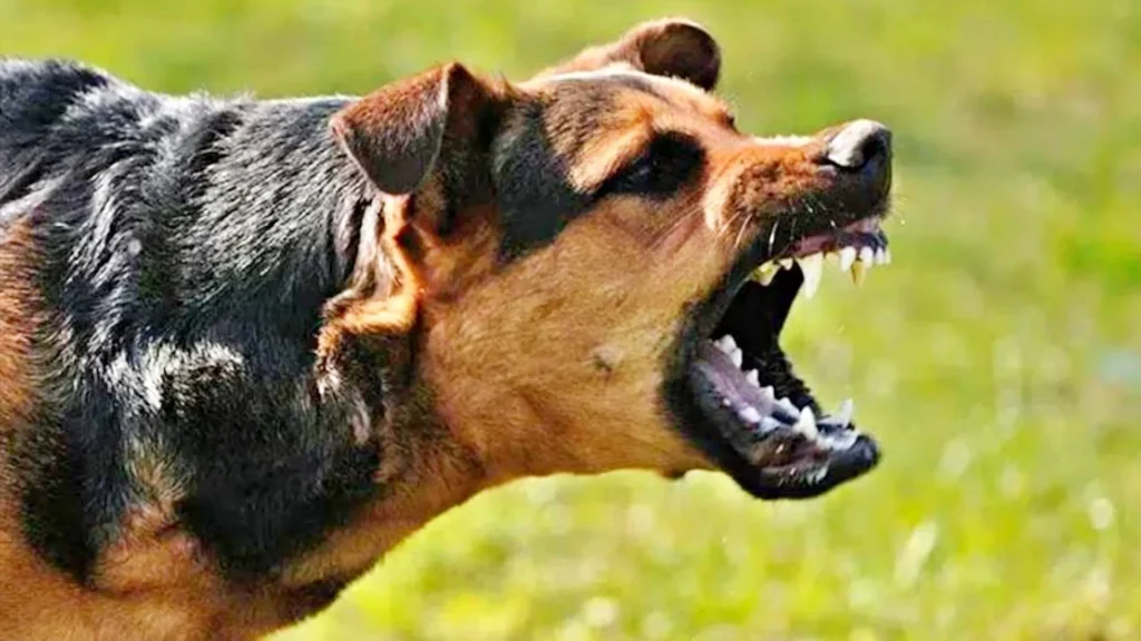 Stray Dog Bites Defence Ministry Ex-Officer
