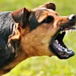 Stray Dog Bites Defence Ministry Ex-Officer