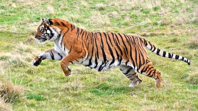 Woman Killed in Tiger Attack in Maharashtra’s Gondia; Second Big Cat Attack in Two Days