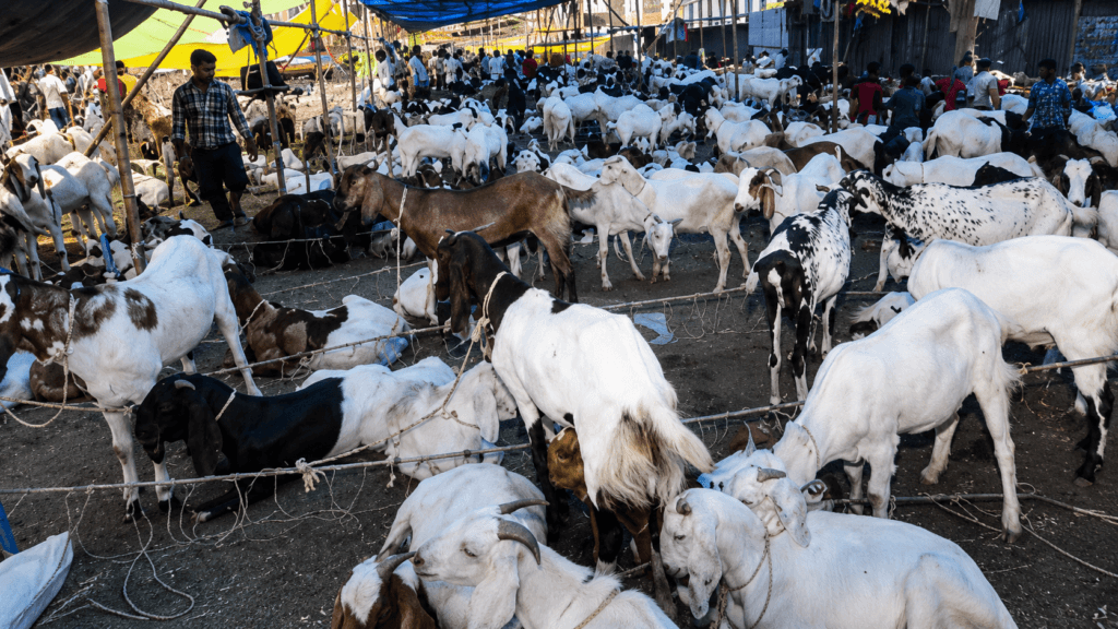 Clashes in Mumbai’s Mira Road Over Alleged Goat Sacrifice Ahead of Eid al-Adha; FIR Filed After Tensions Escalate