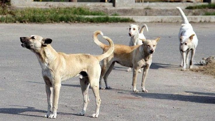 Delhi Dog-Lover Video Sparks Outrage After Woman Slaps Security Guard Outside Kirti Nagar Police Station