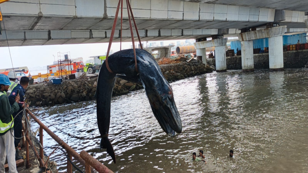 Baby Humpback Whale Washes Up on Mumbai’s Carter Road and Dies Despite Rescue Efforts