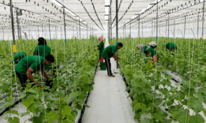 brio hydroponics in gujarat by Pravin Patel Iot yash varo