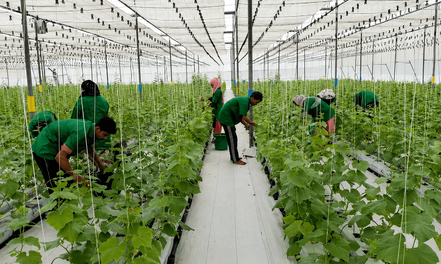 brio hydroponics in gujarat by Pravin Patel Iot yash varo