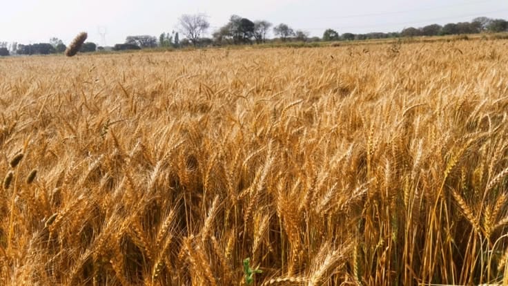 Delhi Hikes Crop Loss Compensation by Over 50%, 10,000 Farmers to Get Relief