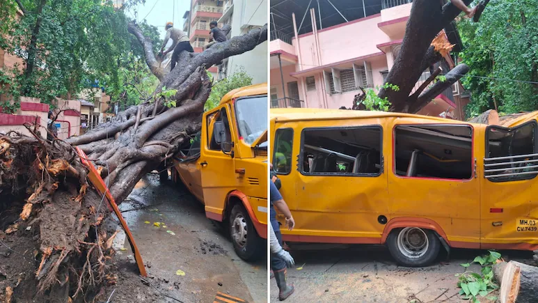 Mumbai Monsoon Horror: 1,100 Trees Collapse in a Week as Rain and Wind Kill 3 People