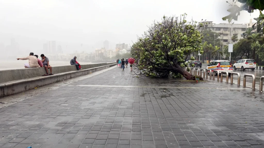 Mumbai BMC Plans Major Tree Protection Reforms After 11-Year-Old Vihaan Srivastava’s Death in Chembur