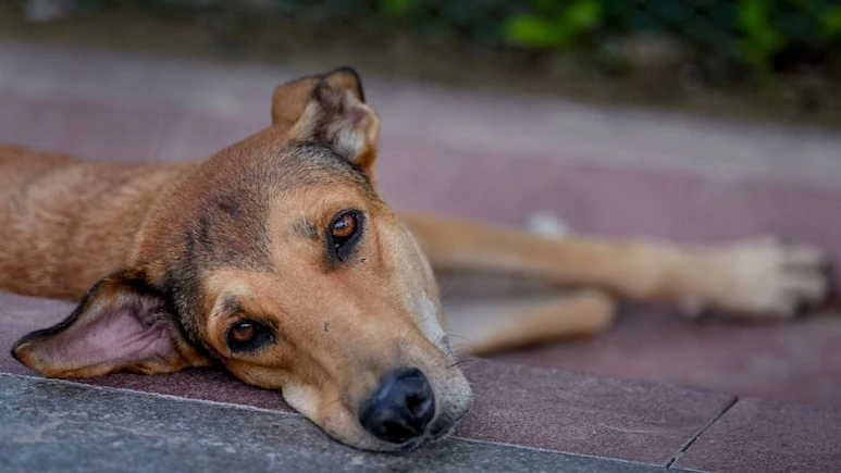 Delhi High Court Orders Sterilisation Camps For Stray Dogs in Pilot “One Ward, One Camp” Drive